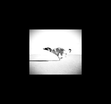 Original Black & White Animal Photography by Raoul Marcolini