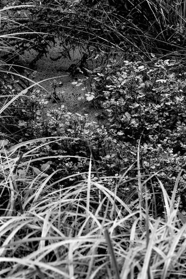 Original Geometric Nature Photography by Bruno Houdayer