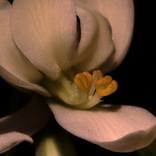 Collection Natura
