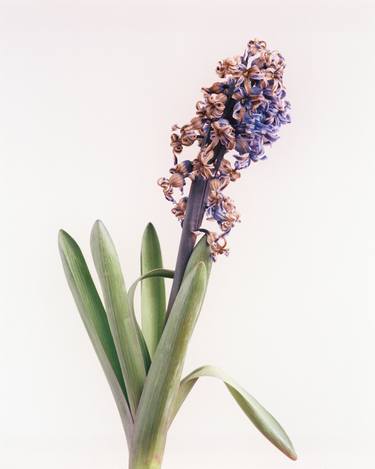 Original Conceptual Botanic Photography by Mikita Pushnou
