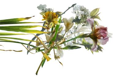 Print of Fine Art Floral Photography by jean-louis aubert