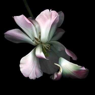 Print of Fine Art Floral Photography by jean-louis aubert