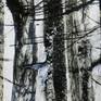 Winter Forest - detail