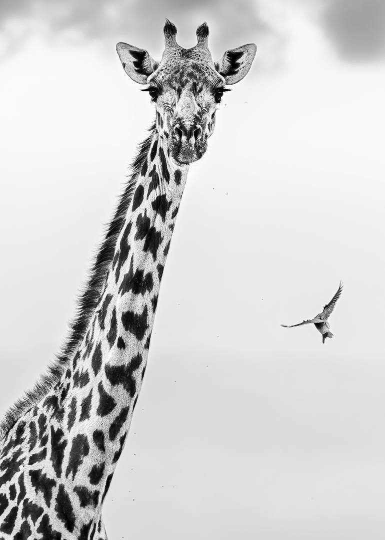 Original Black & White Nature Photography by Preeti And Prashant Chacko