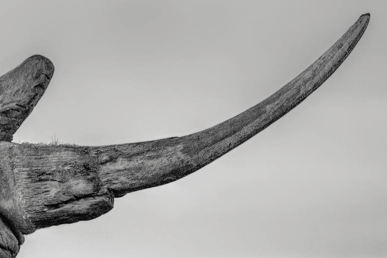 Original Black & White Nature Photography by Preeti And Prashant Chacko