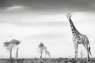 Original Realism Nature Photography by Preeti And Prashant Chacko
