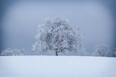 Baum im Schnee thumb