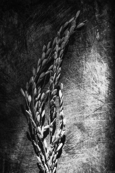 Original Black & White Botanic Photography by Bambang Triatmojo