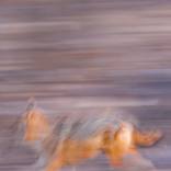 Passing Through Gold by Christina Trester