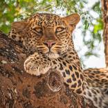The Lions Are Still Sleeping by Christina Trester