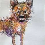 Collection Drawings by Elisheva Nesis