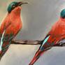 Southern carmine bee eater