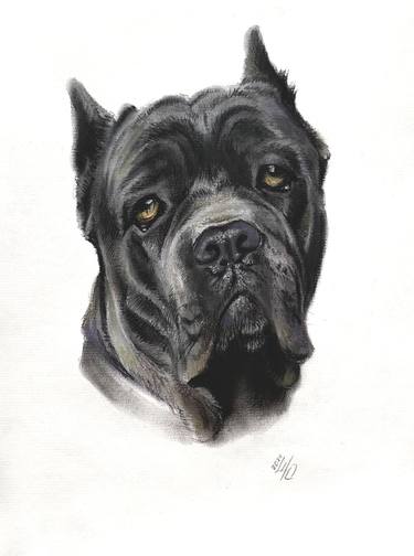 Original Portraiture Dogs Drawings by Shilo Julia