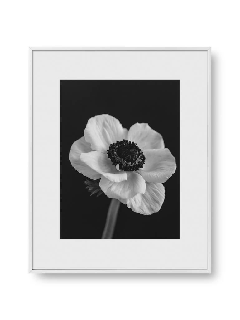 Original Minimalism Botanic Photography by Polina Ivanova