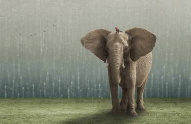 Original Symbolism Animal Photography by Gregory Noblin