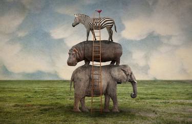 Original Illustration Animal Photography by Gregory Noblin