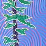 Lone Pine by Katie Laws