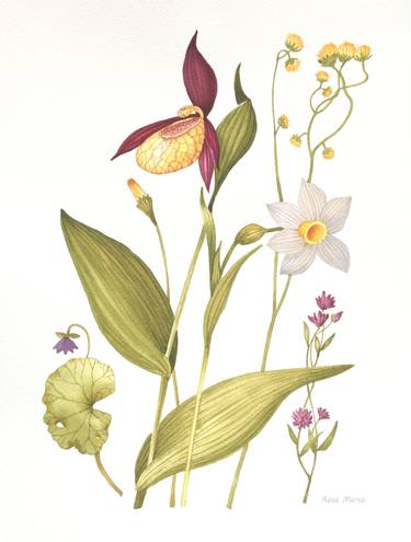 Original Figurative Botanic Paintings by Rosa Marso