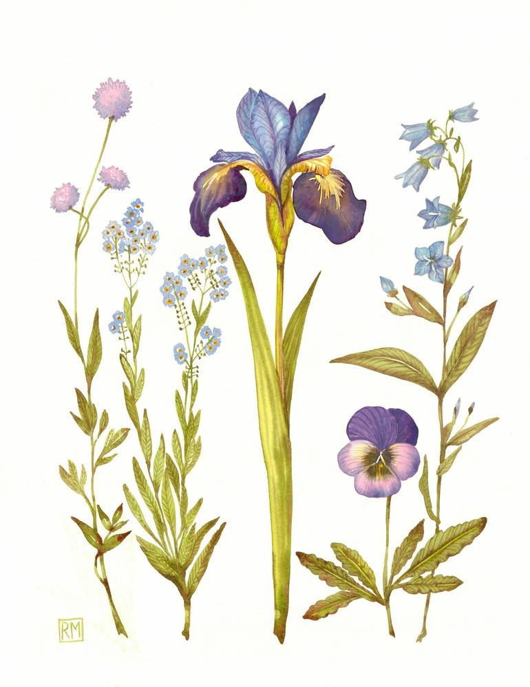 Original Illustration Botanic Painting by Rosa Marso