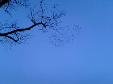 Birds - Starling thumb