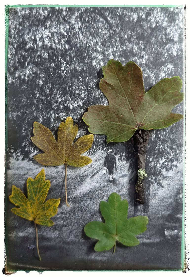 Original Botanic Photography by Olha Kudina | Black & White Art on Other | Happy forest walk on a rainy autumn day