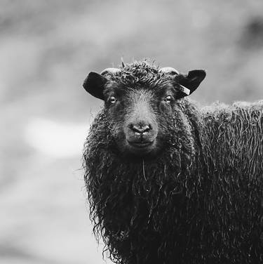 Original Art Deco Animal Photography by Daria Zlobinskaya