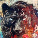 Panthera onca by Brandon Jameson