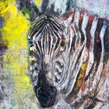 Equus quagga by Brandon Jameson