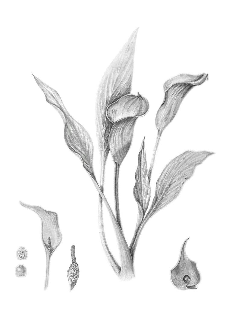Original Illustration Botanic Drawings by Olesia Miftahova