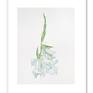 Gladiolus, framed