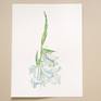 Gladiolus, 31x41 cm (2024)