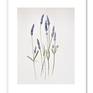 Lavender, framed