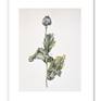 Poppy, framed