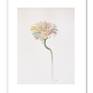 Gerbera, framed