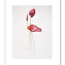 Anthurium, framed