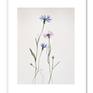 Cornflowers, framed