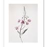 Epilobium, framed