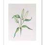 Lilium, framed