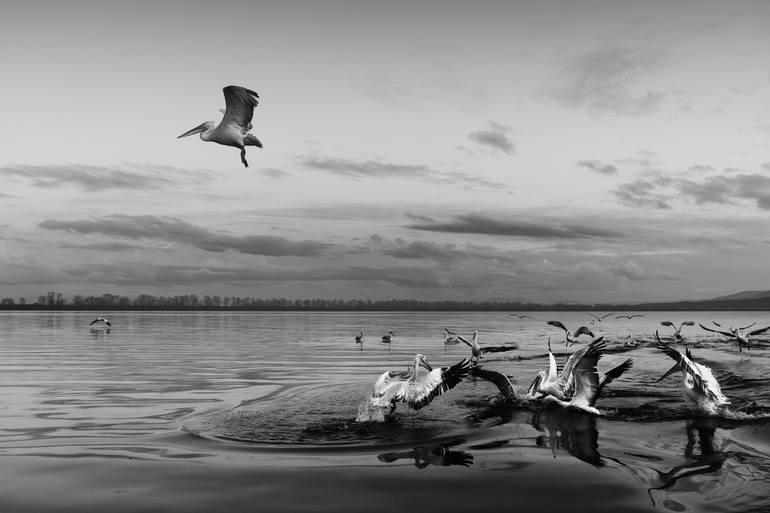 Original Animal Photography by Vasilis Moustakas | Black & White Art on Paper | The First to Rise -- Dalmatian Pelican, Lake Kerkini, Greece