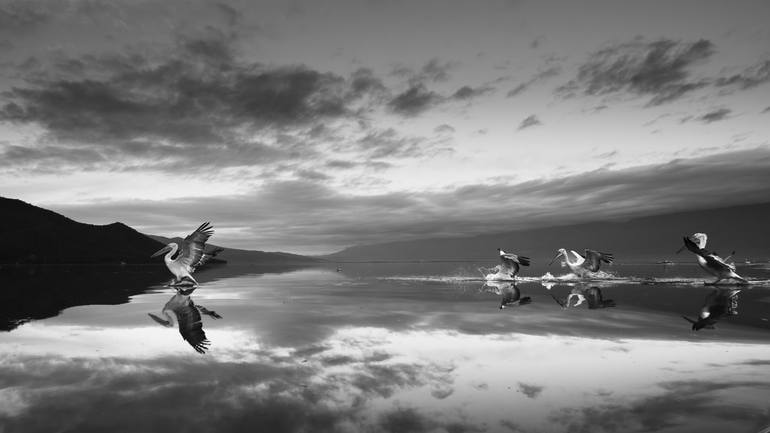 Original Animal Photography by Vasilis Moustakas | Black & White Art on Paper | The Uprising -- Dalmatian Pelicans, Lake Kerkini, Greece