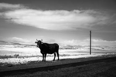 Original Documentary Animal Photography by Diego Pedemonte