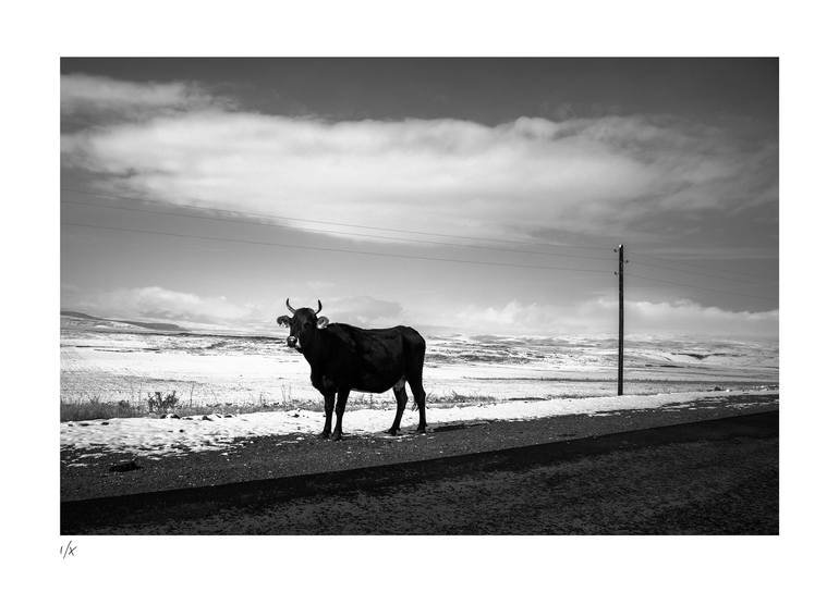 Original Documentary Animal Photography by Diego Pedemonte
