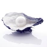 Cultured oyster SOLD by Alva Gallagher