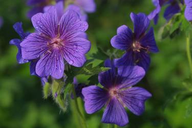 Original Art Nouveau Botanic Photography by Karlton Mciver