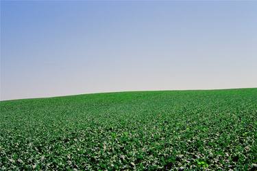 Cabbage Field thumb