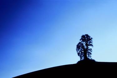 Print of Fine Art Tree Photography by James Cooper