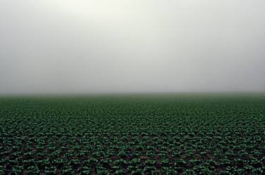 Lettuce Field thumb