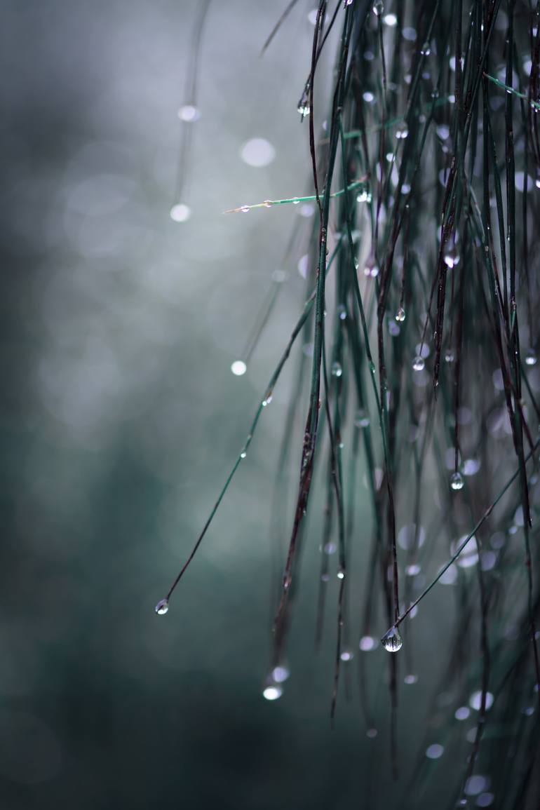 Original Digital Art Nature Photography by Grant Beedie
