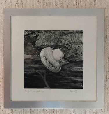 Original Symbolism Botanic Photography by Andreas Motzeck