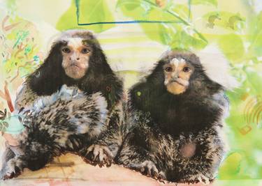 Marmoset family thumb